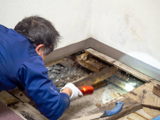 Best Crawl Space Mold Remediation in Lafayette, CA