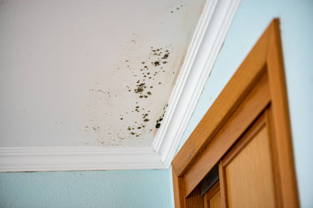 Best Residential Mold Remediation in Lafayette, CA
