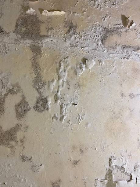 Best Basement Mold Remediation in Lafayette, CA
