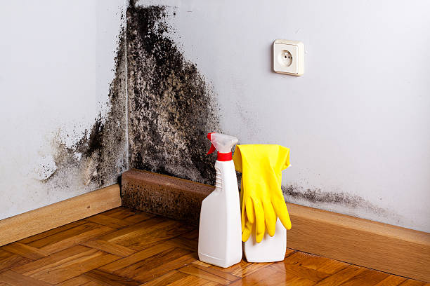 Best Black Mold Remediation in Lafayette, CA