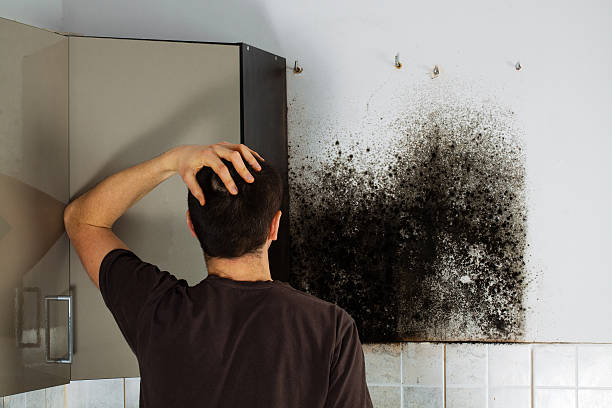 Best HVAC Mold Remediation in Lafayette, CA