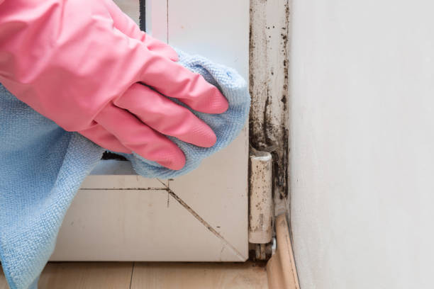 Best Kitchen Mold Remediation in Lafayette, CA