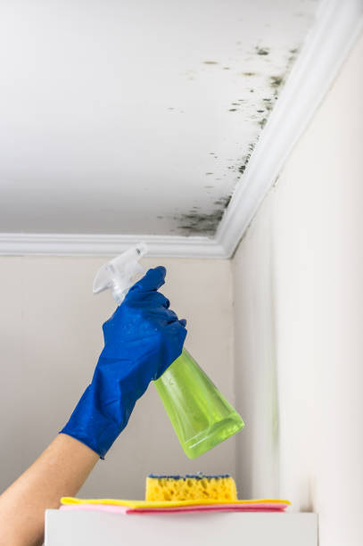 Best Bathroom Mold Remediation in Lafayette, CA